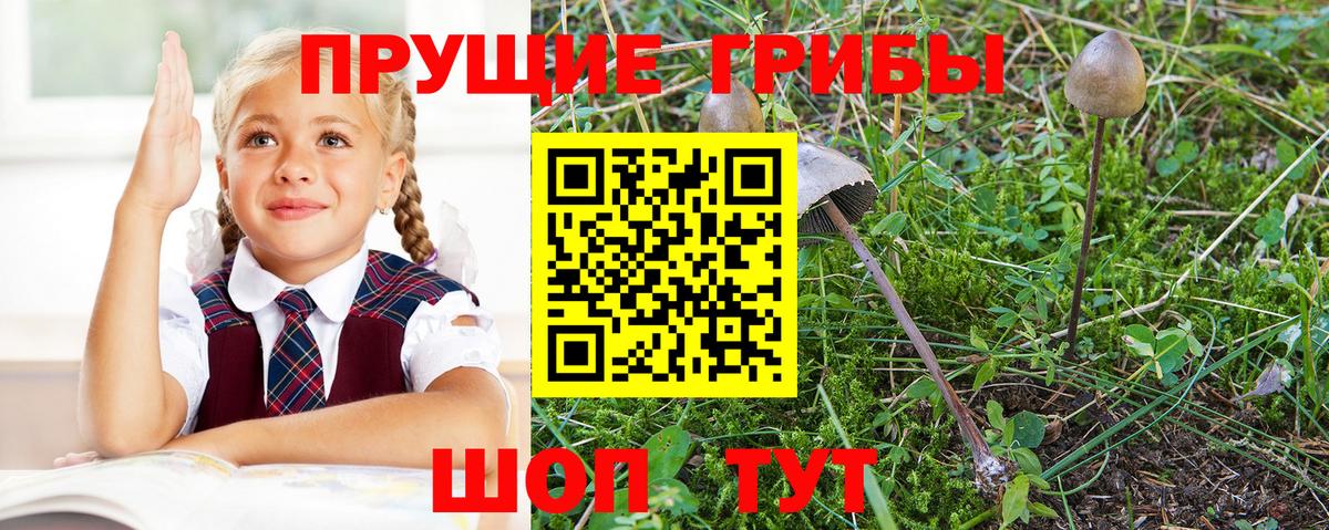 Псилоцибиновые грибы прущие грибы  Москва  Галлюциногенные грибы Magic Shrooms 